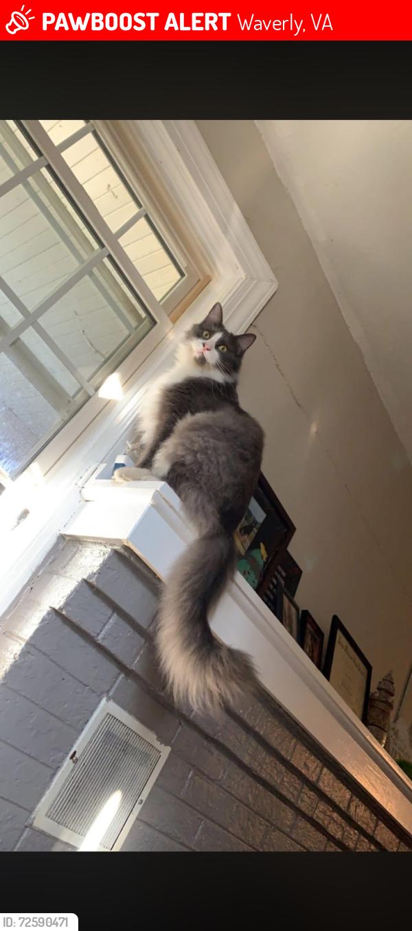 Lost Male Cat last seen On Coppahaunk Ave, a couple hses down from the two old churches , Waverly, VA 23890