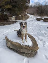 Lost Male Dog last seen Near W 215th St Edgerton, KS  66021 United States, Edgerton, KS 66021