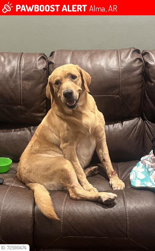 Lost Male Dog last seen Sharp Chapel Rd. in Alma, AR, Alma, AR 72921