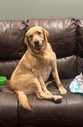 Lost Male Dog last seen Sharp Chapel Rd. in Alma, AR, Alma, AR 72921