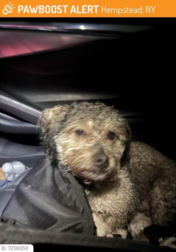 Found/Stray Male Dog last seen Near exit 19N peninsula blvd , Hempstead, NY 11550