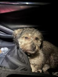 Found/Stray Male Dog last seen Near exit 19N peninsula blvd , Hempstead, NY 11550