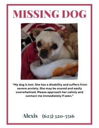 Lost Female Dog last seen 117th Grant st , Avondale, AZ 85323