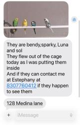 Lost Female Bird last seen Near Medina Ln Bluestem sub division Rhome Tx, Rhome, TX 76078