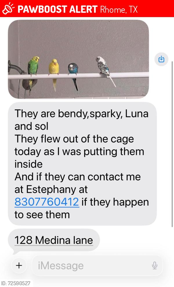 Lost Female Bird last seen Near Medina Ln Bluestem sub division Rhome Tx, Rhome, TX 76078