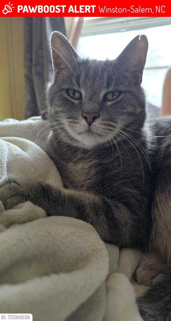 Lost Male Cat last seen Fortune St, Winston-Salem, NC 27103