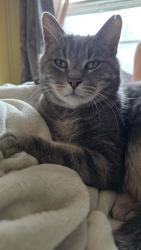 Lost Male Cat last seen Fortune St, Winston-Salem, NC 27103
