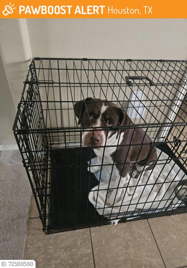 Found/Stray Female Dog last seen Anderson at S. Post Oak, Houston, TX 77053