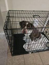 Found/Stray Female Dog last seen Anderson at S. Post Oak, Houston, TX 77053