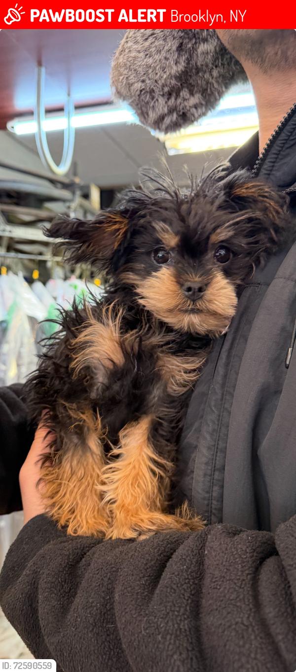 Lost Female Dog last seen Nostrand Ave and Park Place, Brooklyn, NY 11216