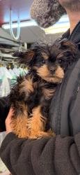 Lost Female Dog last seen Nostrand Ave and Park Place, Brooklyn, NY 11216