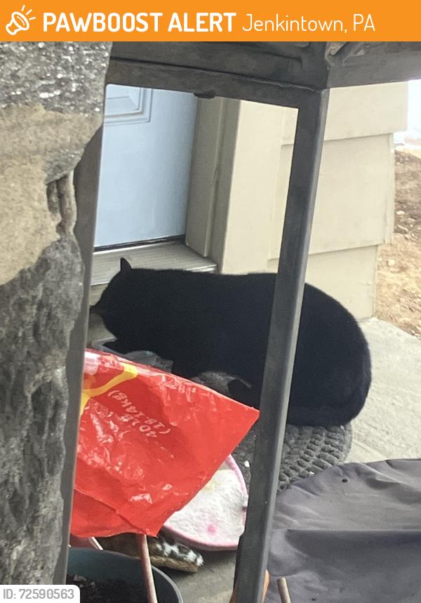 Found/Stray Unknown Cat last seen Washington Lane & Vernon Road Jenkintown , Jenkintown, PA 19046