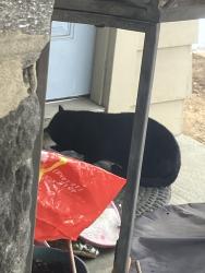Found/Stray Unknown Cat last seen Washington Lane & Vernon Road Jenkintown , Jenkintown, PA 19046