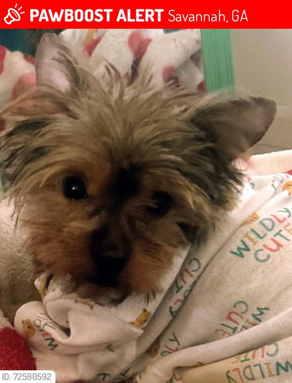 Lost Female Dog last seen Near block of Woodley Road , Savannah, GA 31419
