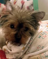 Lost Female Dog last seen Near block of Woodley Road , Savannah, GA 31419