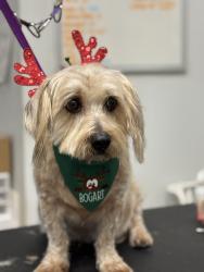 Lost Male Dog last seen Annie Lee Rd, Trussville, AL 35173