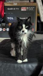Lost Male Cat last seen Hewitt Ave/Southwest, St. Louis, MO 63143