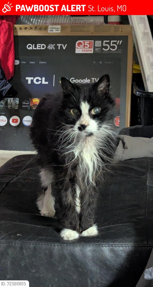 Lost Male Cat last seen Hewitt Ave/Southwest, St. Louis, MO 63143