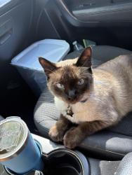 Lost Male Cat last seen tower road 8th ave , Gainesville, FL 32607