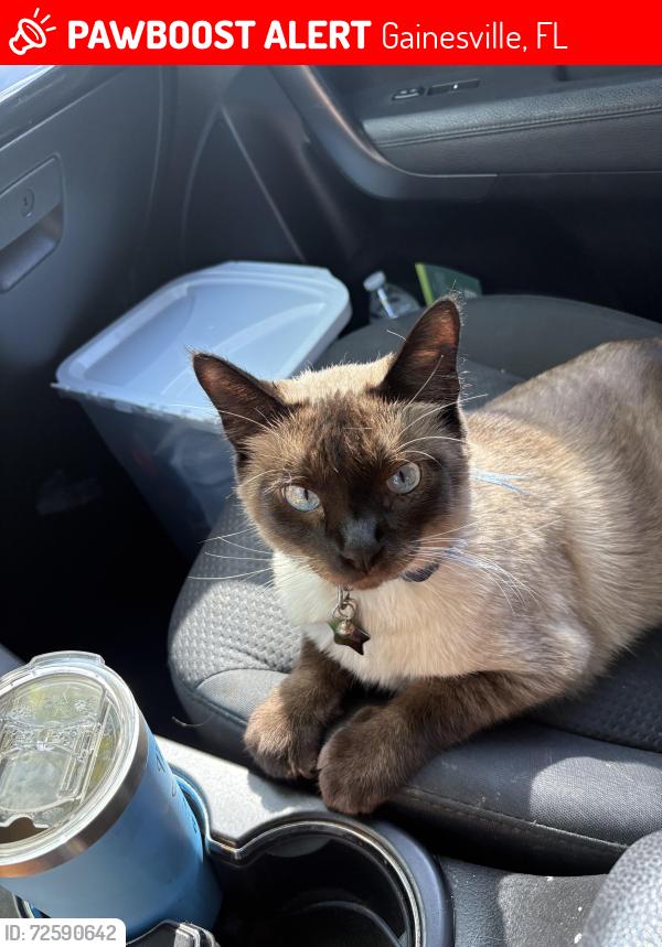Lost Male Cat last seen tower road 8th ave , Gainesville, FL 32607