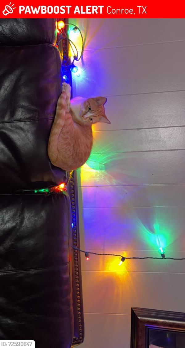 Lost Male Cat last seen Pine hill dr 77381, Conroe, TX 77301