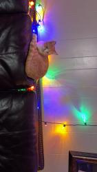 Lost Male Cat last seen Pine hill dr 77381, Conroe, TX 77301