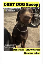 Reunited Male Dog last seen Near N Wilmington Ave, Compton, CA 90222, USA, Compton, CA 90222