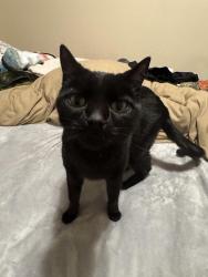 Lost Male Cat last seen W. Sacramento and Nord, Chico, CA 95926