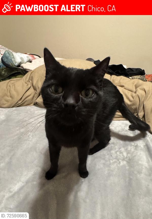 Lost Male Cat last seen W. Sacramento and Nord, Chico, CA 95926