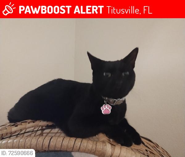 Lost Female Cat last seen Plantation Oaks Community Harrison/ Barna, Titusville, FL 32780