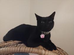 Lost Female Cat last seen Plantation Oaks Community Harrison/ Barna, Titusville, FL 32780