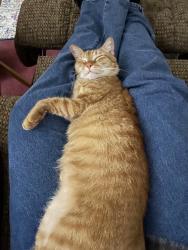 Lost Male Cat last seen Near 1942, Barrett, TX 77562