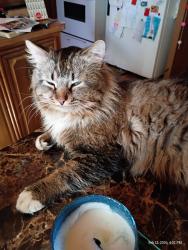 Lost Male Cat last seen Lakewood and Automobile , Twin Lake, MI 49457