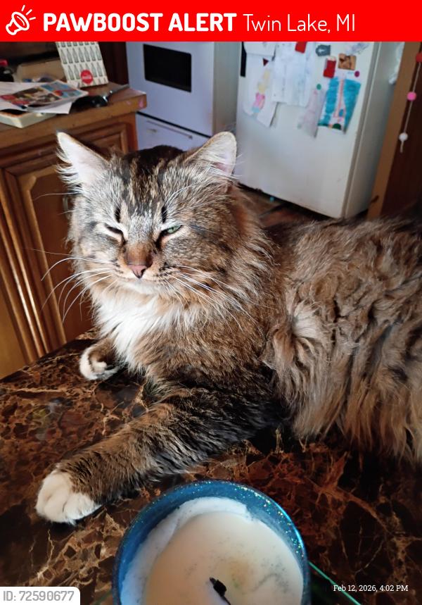 Lost Male Cat last seen Lakewood and Automobile, Twin Lake, MI 49457