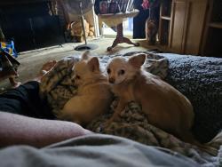 Lost Female Dog last seen 15th and Washington , Amarillo, TX 79102