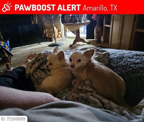 Lost Female Dog last seen 15th and Washington , Amarillo, TX 79102