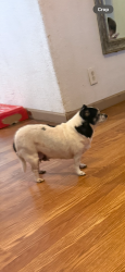Lost Female Dog last seen Near christopher st , San Jose, CA 95122