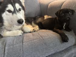 Lost Male Dog last seen Van brunt and Truman , Kansas City, MO 64124