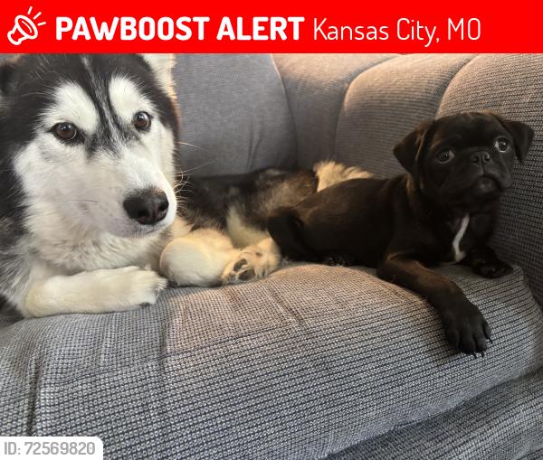 Lost Male Dog last seen Van brunt and Truman , Kansas City, MO 64124