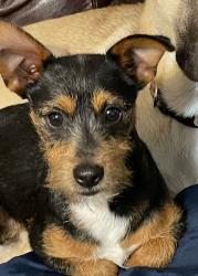 Lost Male Dog last seen Indiana, Downey ave, 91 freeway , Long Beach, CA 90805