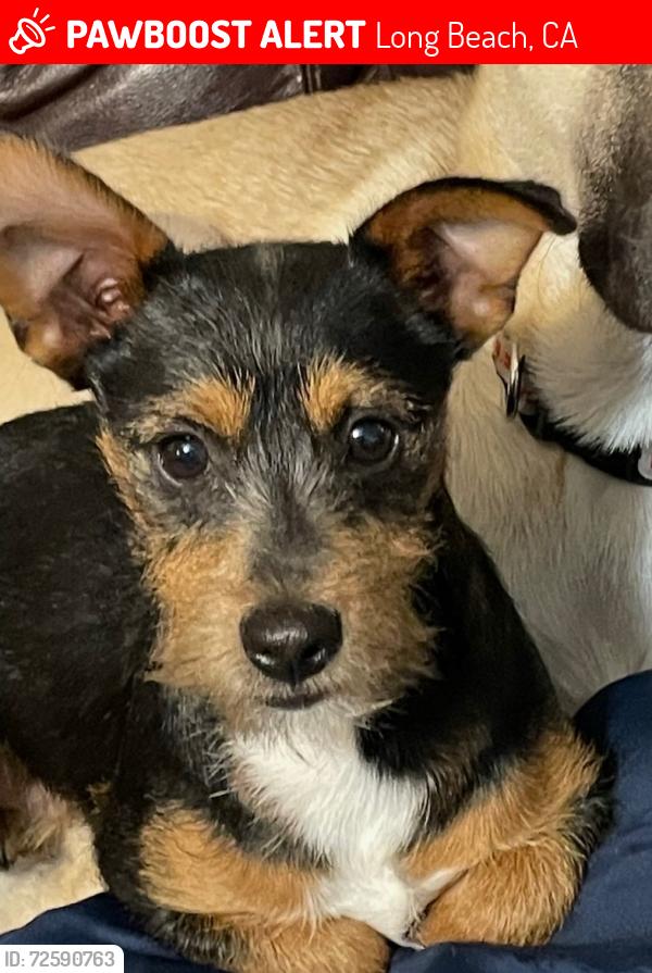 Lost Male Dog last seen Indiana, Downey ave, 91 freeway , Long Beach, CA 90805