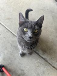 Lost Female Cat last seen Jupiter dr, Sacramento, CA 95827