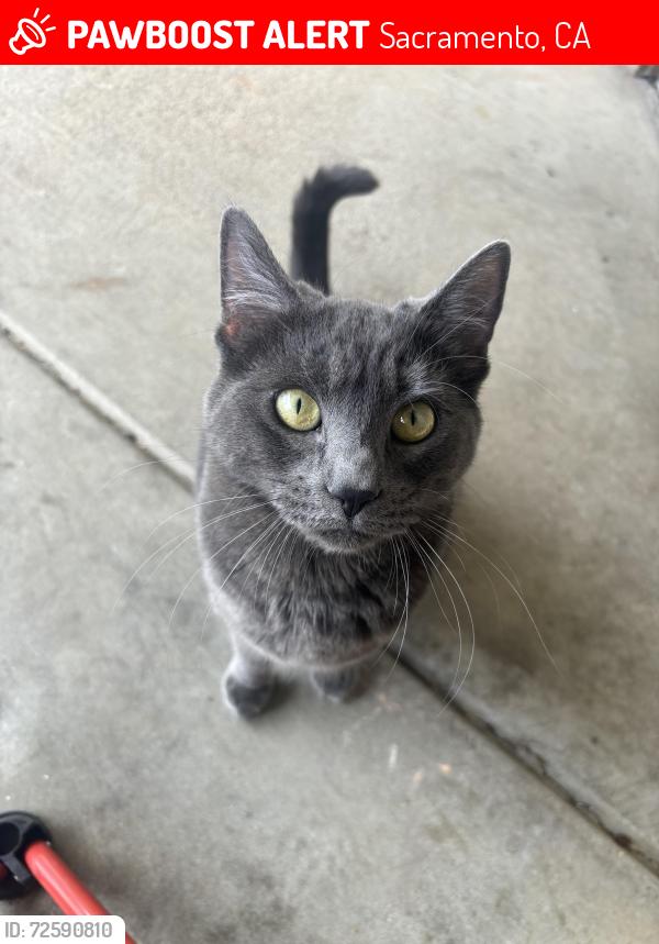 Lost Female Cat last seen Jupiter dr, Sacramento, CA 95827