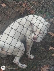 Lost Female Dog last seen 20th Street and Agnes Street , St. Louis, MO 63107