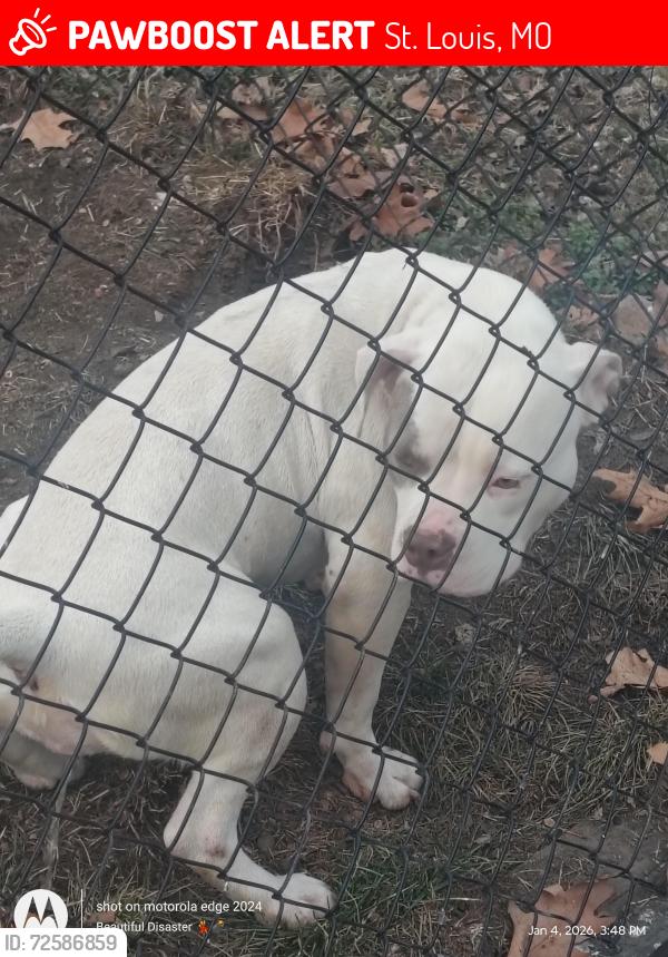 Lost Female Dog last seen 20th Street and Agnes Street , St. Louis, MO 63107