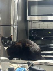 Lost Female Cat last seen Mason rd, Inman, SC 29349