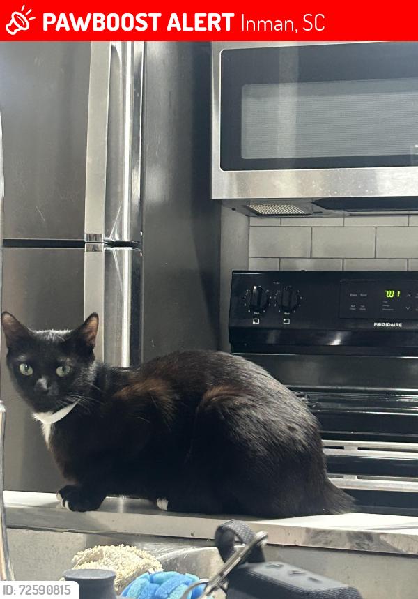 Lost Female Cat last seen Mason rd, Inman, SC 29349