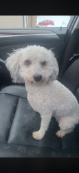 Lost Female Dog last seen Maryland Ave NE between Leonard Street and Michigan St, Grand Rapids, MI 49505