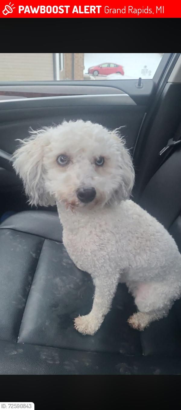 Lost Female Dog last seen Maryland Ave NE between Leonard Street and Michigan St, Grand Rapids, MI 49505