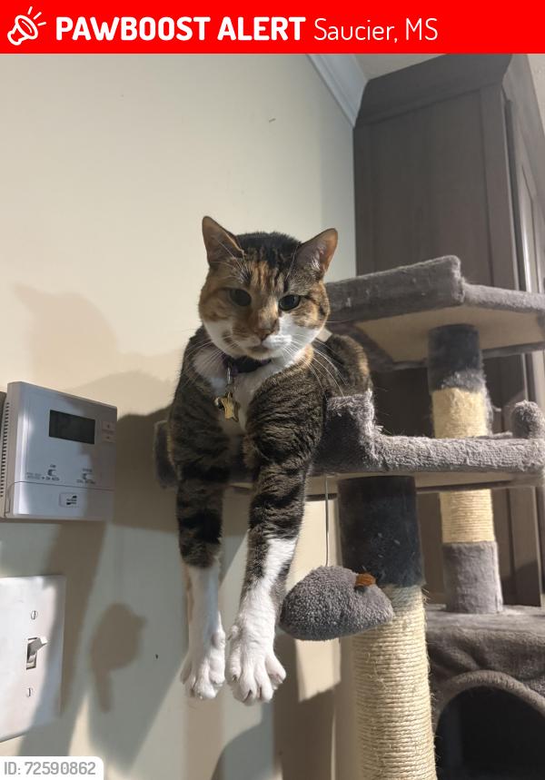 Lost Female Cat last seen End of West Wortham near McHenry, Saucier, MS 39574